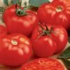 Beefmaster Hybrid Tomato -Deals Petal Inn Store 00061