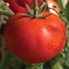 Early Girl Hybrid Tomato -Deals Petal Inn Store 00240