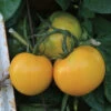 Lemon Boy Hybrid Tomato -Deals Petal Inn Store 00427 AH