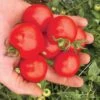 Mountain Magic Hybrid Tomato -Deals Petal Inn Store 00495