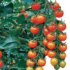Sungold Hybrid Tomato -Deals Petal Inn Store 00696