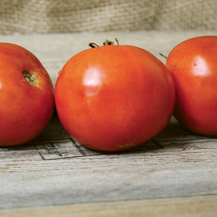 Wayahead Tomato 3 Wayahead Tomato