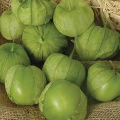 Tamayo R Hybrid Tomatillo