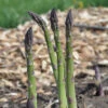 Mary Washington Asparagus -Deals Petal Inn Store 01005 AH