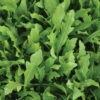 Wildfire® Arugula -Deals Petal Inn Store 01010 Arugula Wildfire