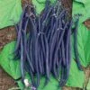 Velour Purple French Bush Bean -Deals Petal Inn Store 01094