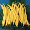 Golden Rod Yellow Bush Bean -Deals Petal Inn Store 01120