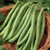 Blue Lake Fm1 Pole Bean -Deals Petal Inn Store 01155
