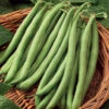 Blue Lake S-7 Stringless Pole Bean -Deals Petal Inn Store 01156