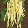 Monte Gusto Pole Bean -Deals Petal Inn Store 01166