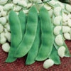 King Of The Garden Pole Lima Bean -Deals Petal Inn Store 01235