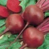 Red Cloud Hybrid Beet -Deals Petal Inn Store 01356