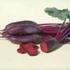 Taunus Hybrid Beet -Deals Petal Inn Store 01366