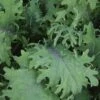 Bolshoi Red Russian Kale -Deals Petal Inn Store 01404