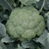 Green Magic Hybrid Broccoli -Deals Petal Inn Store 01424 A