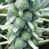 Franklin Hybrid Brussels Sprouts -Deals Petal Inn Store 01496