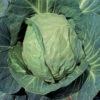 Danish Ballhead Cabbage -Deals Petal Inn Store 01520