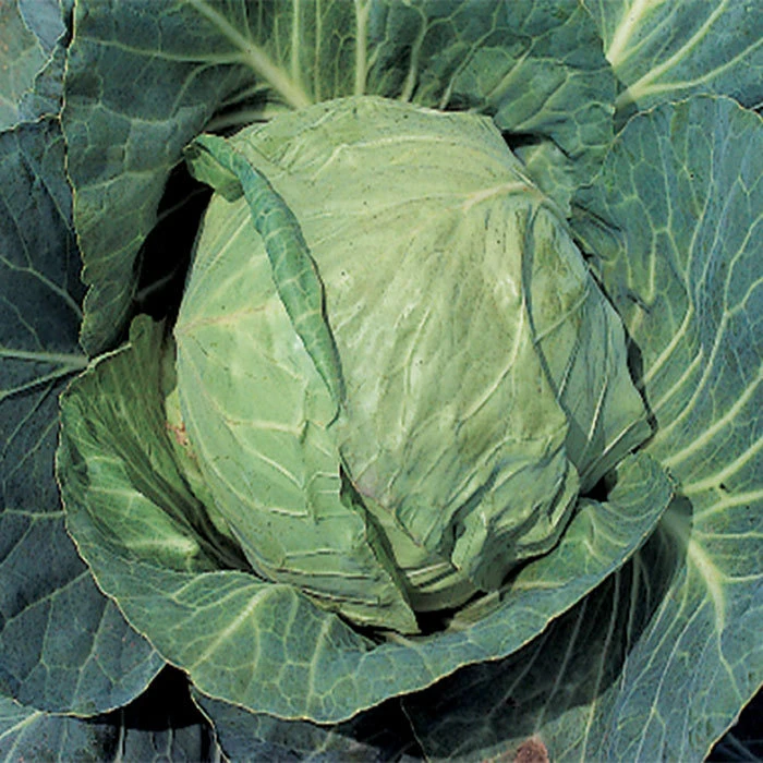 Danish Ballhead Cabbage 3 Danish Ballhead Cabbage