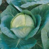 Organic Megaton Hybrid Cabbage -Deals Petal Inn Store 01550 b