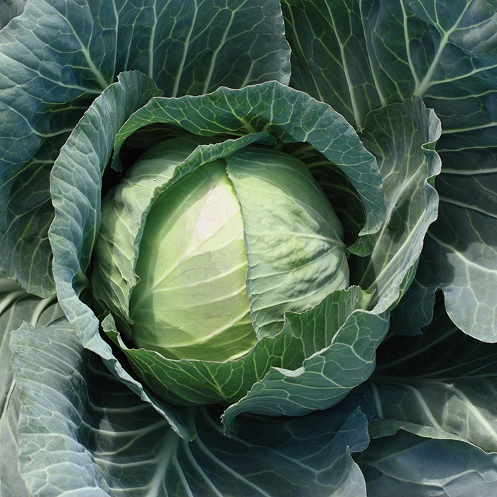 Primo Vantage Hybrid Cabbage 3 Primo Vantage Hybrid Cabbage