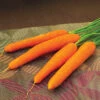 Ingot Hybrid Carrot -Deals Petal Inn Store 01633b