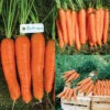 Carrot Sampler -Deals Petal Inn Store 01646