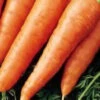 Red Cored Chantenay Carrot -Deals Petal Inn Store 01670