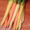 Rainbow Hybrid Carrot -Deals Petal Inn Store 01671