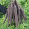 Purple Sun Hybrid Carrot -Deals Petal Inn Store 01673