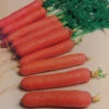 Nantes Or Coreless Carrot -Deals Petal Inn Store 01675