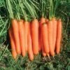 Yaya Hybrid Carrot -Deals Petal Inn Store 01696