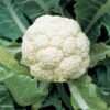 Amazing Cauliflower -Deals Petal Inn Store 01703