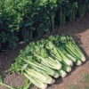 Tango Hybrid Celery -Deals Petal Inn Store 01754