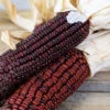 Bloody Butcher Ornamental Corn 1 Bloody Butcher Ornamental Corn -Deals Petal Inn Store 01762b