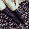 Blue Dent Ornamental Corn -Deals Petal Inn Store 01763