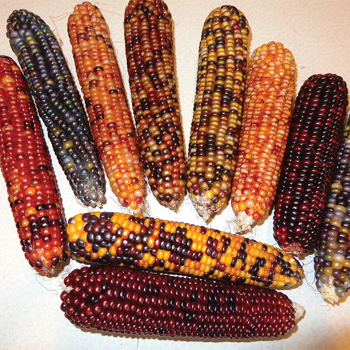 Calico Ornamental Popcorn 3 Calico Ornamental Popcorn