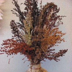 Colored Broom Ornamental Corn