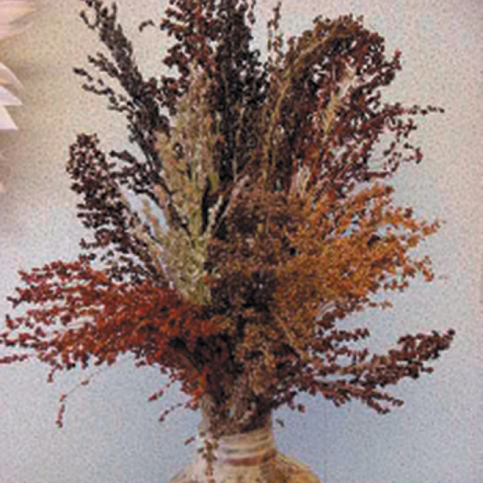 Colored Broom Ornamental Corn 3 Colored Broom Ornamental Corn