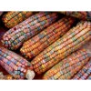 Earth Tones Ornamental Corn -Deals Petal Inn Store 01767