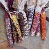 Autumn Explosion Hybrid Ornamental Corn -Deals Petal Inn Store 01768