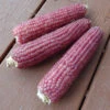 Early Pink Ornamental Popcorn -Deals Petal Inn Store 01790