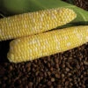 Cuppa Joe Bicolor Hybrid Sweet Corn -Deals Petal Inn Store 01804