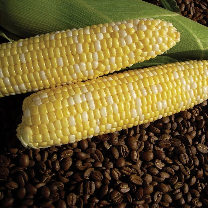 Cuppa Joe Bicolor Hybrid Sweet Corn 3 Cuppa Joe Bicolor Hybrid Sweet Corn