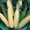 Butter And Sugar Bicolor Hybrid Sweet Corn -Deals Petal Inn Store 01805
