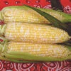 Luscious Bicolor Hybrid Sweet Corn -Deals Petal Inn Store 01811