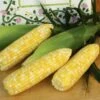 Montauk Bicolor Hybrid Sweet Corn -Deals Petal Inn Store 01812
