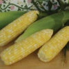 Montauk Bicolor Untreated Hybrid Sweet Corn -Deals Petal Inn Store 01812 Corn Montauk
