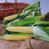 Nectar Bicolor Hybrid Sweet Corn -Deals Petal Inn Store 01820 SweetCorn Nectar