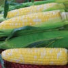 Temptress Hybrid Bicolor Sweet Corn 1 Temptress Hybrid Bicolor Sweet Corn -Deals Petal Inn Store 01828