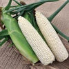 Glacial White Hybrid Sweet Corn -Deals Petal Inn Store 01860